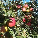 Κατάλυμα σε φάρμα La Gemma Del Parco *