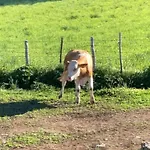 Κατάλυμα σε φάρμα La Gemma Del Parco *