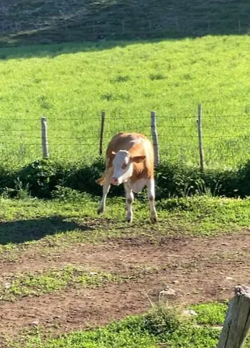 Alojamento de Turismo Rural La Gemma Del Parco *